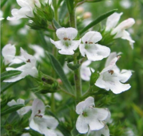 Creeping Winter Savory Herb Seeds | Satureja montana | White Flower Aromatic Perennial Culinary Ground Cover