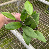 Narrow Leaf Finlayson Hoya Cuttings | Hoya finlaysonii | Slender Veined Leaf Red-Cream Two Tone Wax Vine