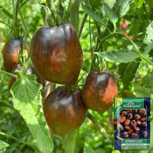 Cosmic Heart Rebel Space Warrior Tomato Seeds | Solanum lycopersicum | Dark Purple Galaxy Streak Heart-Shaped Heirloom Tomato