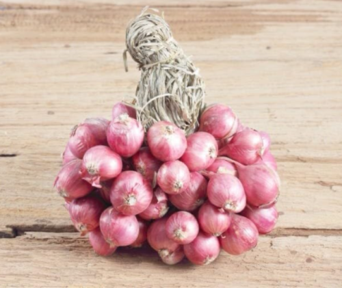 Red Shallot Onion Seeds | Allium cepa var. aggregatum | Non-GMO Sibuyas Tagalog Multi-Bulb Garden Vegetable