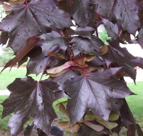 Crimson King Maple Seeds | Acer platanoides 'Crimson King' | Dark Burgundy Purple Leaf Cold Hardy Landscape Tree