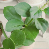 Thick Stem White Hoya Cuttings | Hoya pachyclada | Cream Pink Blush Star Flower Robust Wax Vine
