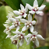 Large Leaf Southern Hoya Cuttings | Hoya australis | Huge Pure White Star Wax Flower Fast Climbing Vine