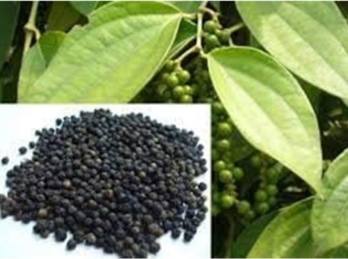 Black White Peppercorn Seeds | Piper nigrum | High Germination Edible Spice Climbing Vine