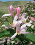 Tartarian Honeysuckle Seeds | Lonicera tatarica | Cold Hardy Pink Trumpet Flower Landscape Shrub