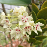 Large Leaf Southern Hoya Cuttings | Hoya australis | Huge Pure White Star Wax Flower Fast Climbing Vine