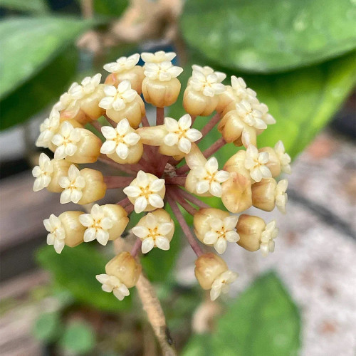 Narrow Leaf Finlayson Hoya Cuttings | Hoya finlaysonii | Slender Veined Leaf Red-Cream Two Tone Wax Vine