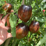 Cosmic Heart Rebel Space Warrior Tomato Seeds | Solanum lycopersicum | Dark Purple Galaxy Streak Heart-Shaped Heirloom Tomato