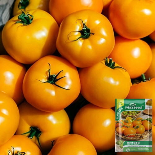 Amish Gold Tomato Seeds | Solanum lycopersicum | Pennsylvania Heirloom Translucent Golden Sweet Slicing Tomato