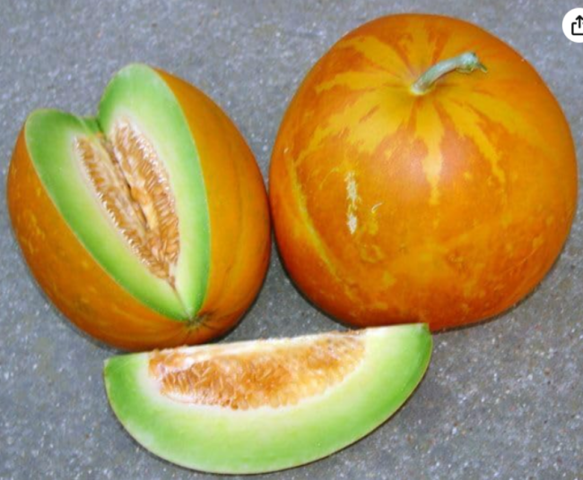 Thai Golden Round Melon Seeds | Cucumis melo | Orange Striped Rind Sweet Green Flesh Tropical Fruit