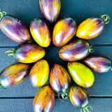 Atomic Fusion Tomato Seeds | Solanum lycopersicum | Brad Gates Multicolor Marble Plum Heirloom Slicing Tomato
