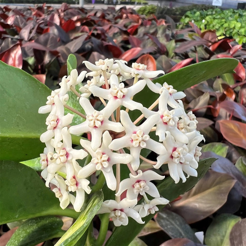 Large Leaf Southern Hoya Cuttings | Hoya australis | Huge Pure White Star Wax Flower Fast Climbing Vine