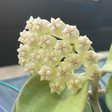 Thick Stem White Hoya Cuttings | Hoya pachyclada | Cream Pink Blush Star Flower Robust Wax Vine