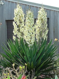 Adam's Needle Yucca Seeds | Yucca filamentosa | Organic Hardy White Flower Evergreen Landscape