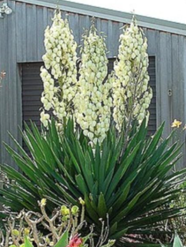 Adam's Needle Yucca Seeds | Yucca filamentosa | Organic Hardy White Flower Evergreen Landscape