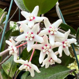 Large Leaf Southern Hoya Cuttings | Hoya australis | Huge Pure White Star Wax Flower Fast Climbing Vine