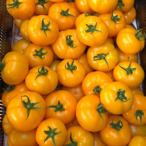Amish Gold Tomato Seeds | Solanum lycopersicum | Pennsylvania Heirloom Translucent Golden Sweet Slicing Tomato