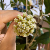 Narrow Leaf Finlayson Hoya Cuttings | Hoya finlaysonii | Slender Veined Leaf Red-Cream Two Tone Wax Vine