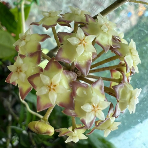 Narrow Leaf Finlayson Hoya Cuttings | Hoya finlaysonii | Slender Veined Leaf Red-Cream Two Tone Wax Vine