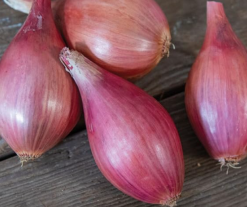 Innovator Hybrid Shallot Seeds | Allium cepa var. aggregatum | French-Type Long Day Teardrop Red Bulb