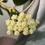 Thick Stem White Hoya Cuttings | Hoya pachyclada | Cream Pink Blush Star Flower Robust Wax Vine