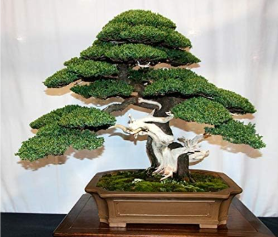 Potted Juniper Bonsai Tree Seeds | Juniperus chinensis | Air Purifying Ornamental Plant For Office & Garden