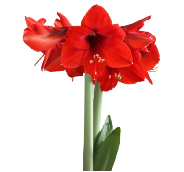 Red Lion Amaryllis Bulbs | Hippeastrum hybrid 'Red Lion' | Giant Solid Scarlet Red Flower Bulb