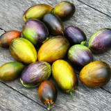 Atomic Fusion Tomato Seeds | Solanum lycopersicum | Brad Gates Multicolor Marble Plum Heirloom Slicing Tomato