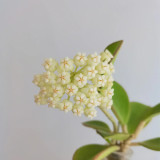 Thick Stem White Hoya Cuttings | Hoya pachyclada | Cream Pink Blush Star Flower Robust Wax Vine