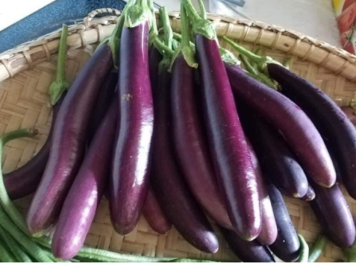 Philippine Long Purple Talong Eggplant Seeds | Solanum melongena | Heirloom Slender Glossy Purple Asian Garden Vegetable