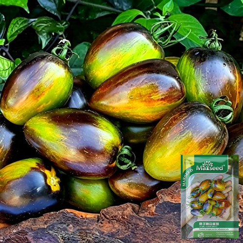 Atomic Fusion Tomato Seeds | Solanum lycopersicum | Brad Gates Multicolor Marble Plum Heirloom Slicing Tomato