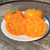 Amish Gold Tomato Seeds | Solanum lycopersicum | Pennsylvania Heirloom Translucent Golden Sweet Slicing Tomato
