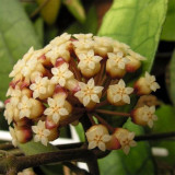 Narrow Leaf Finlayson Hoya Cuttings | Hoya finlaysonii | Slender Veined Leaf Red-Cream Two Tone Wax Vine