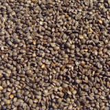 Creeping Winter Savory Herb Seeds | Satureja montana | White Flower Aromatic Perennial Culinary Ground Cover