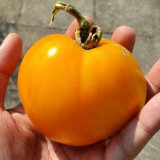 Amish Gold Tomato Seeds | Solanum lycopersicum | Pennsylvania Heirloom Translucent Golden Sweet Slicing Tomato