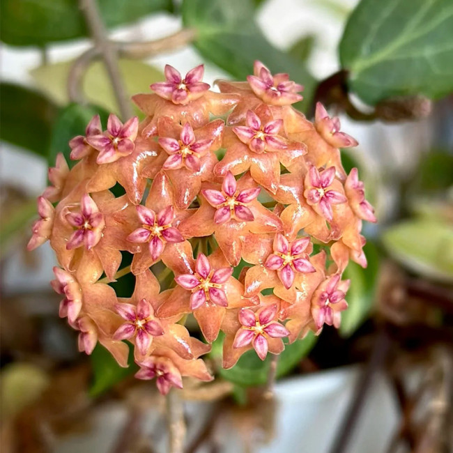 Fitch's Hoya Stem Cuttings | Hoya fitchii | Veined Thick Leaf Multi-Scent Peach Pink Star Wax Vine