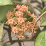 Fitch's Hoya Stem Cuttings | Hoya fitchii | Veined Thick Leaf Multi-Scent Peach Pink Star Wax Vine