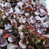 Red Maple Oak Leaf Purple Lettuce Seeds | Lactuca sativa var. crispa | Frilly Wavy Deep Burgundy Salad Green