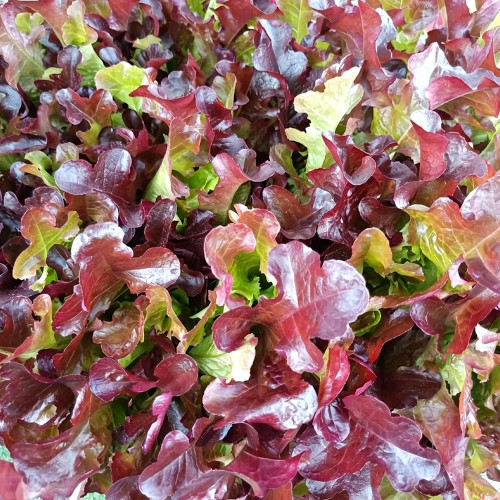 Red Maple Oak Leaf Purple Lettuce Seeds | Lactuca sativa var. crispa | Frilly Wavy Deep Burgundy Salad Green