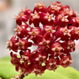 Fiery Red Hoya Stem Cuttings | Hoya ilagiorum | Dense Deep Red White-Center Wax Vine Trailing Houseplant