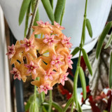 Fitch's Hoya Stem Cuttings | Hoya fitchii | Veined Thick Leaf Multi-Scent Peach Pink Star Wax Vine