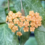 Fitch's Hoya Stem Cuttings | Hoya fitchii | Veined Thick Leaf Multi-Scent Peach Pink Star Wax Vine