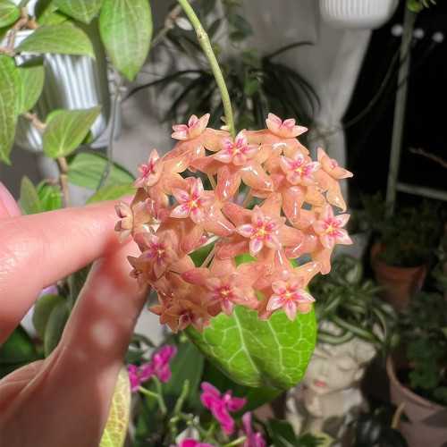 Fitch's Hoya Stem Cuttings | Hoya fitchii | Veined Thick Leaf Multi-Scent Peach Pink Star Wax Vine