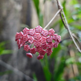 Fiery Red Hoya Stem Cuttings | Hoya ilagiorum | Dense Deep Red White-Center Wax Vine Trailing Houseplant