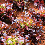 Red Maple Oak Leaf Purple Lettuce Seeds | Lactuca sativa var. crispa | Frilly Wavy Deep Burgundy Salad Green