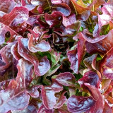 Red Maple Oak Leaf Purple Lettuce Seeds | Lactuca sativa var. crispa | Frilly Wavy Deep Burgundy Salad Green