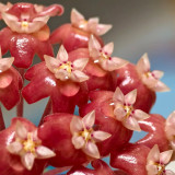 Fiery Red Hoya Stem Cuttings | Hoya ilagiorum | Dense Deep Red White-Center Wax Vine Trailing Houseplant