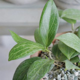 Fitch's Hoya Stem Cuttings | Hoya fitchii | Veined Thick Leaf Multi-Scent Peach Pink Star Wax Vine