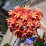 Fiery Red Hoya Stem Cuttings | Hoya ilagiorum | Dense Deep Red White-Center Wax Vine Trailing Houseplant
