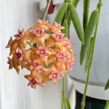 Fitch's Hoya Stem Cuttings | Hoya fitchii | Veined Thick Leaf Multi-Scent Peach Pink Star Wax Vine